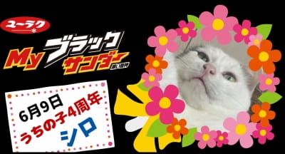 作例