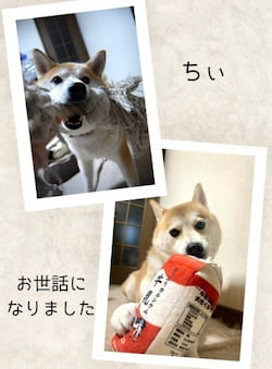 作例