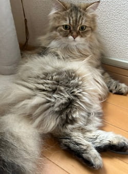 作例