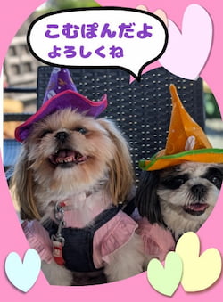 作例