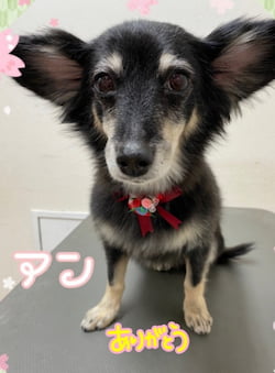 作例