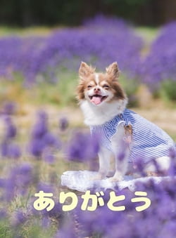 作例