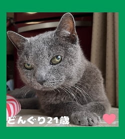 作例
