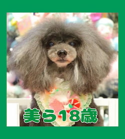作例