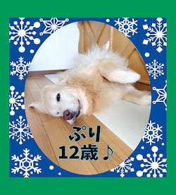 作例