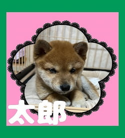 作例