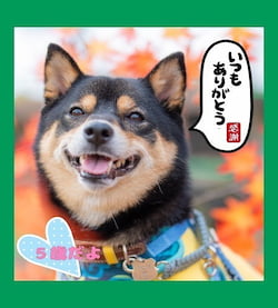 作例