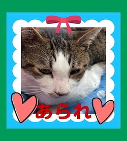 作例