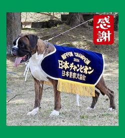 作例