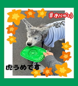 作例