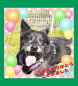 作例