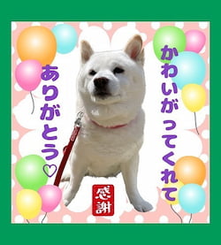 作例