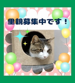 作例