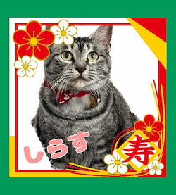 作例