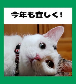 作例