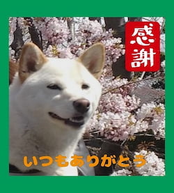 作例