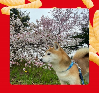 作例