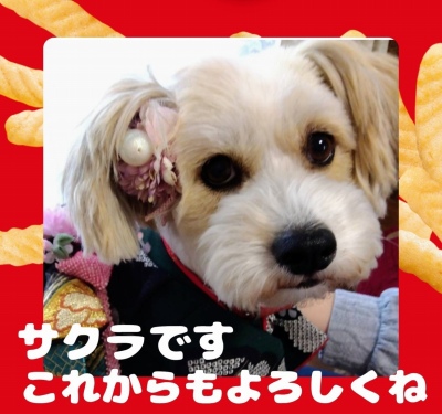 作例