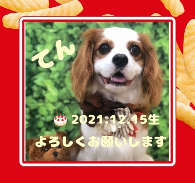 作例