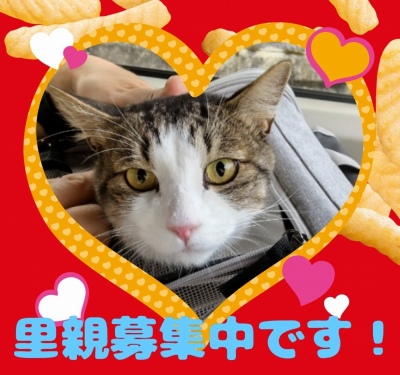 作例