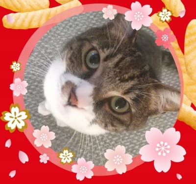 作例
