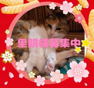 作例