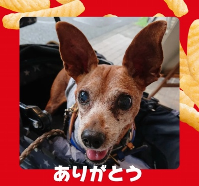 作例