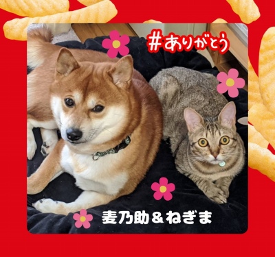 作例
