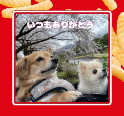 作例