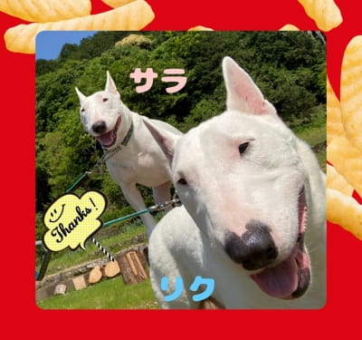作例