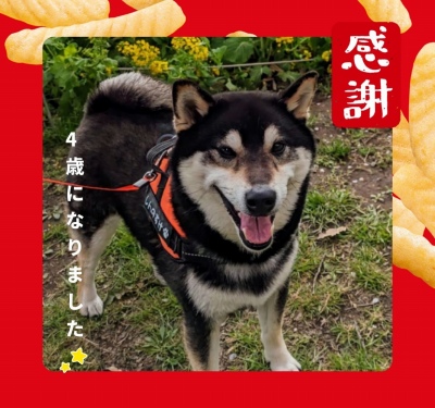 作例