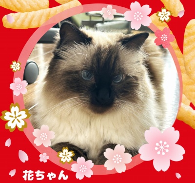 作例