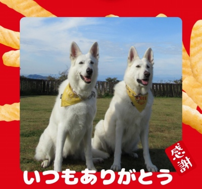 作例