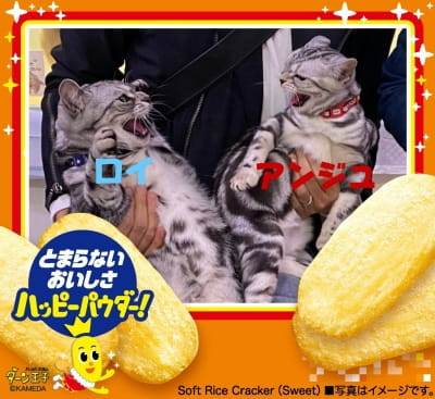作例