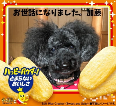 作例