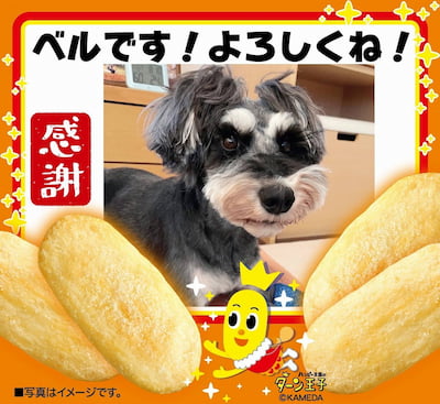作例