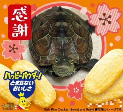 作例