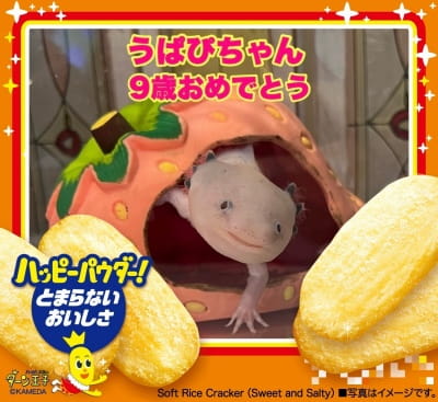 作例