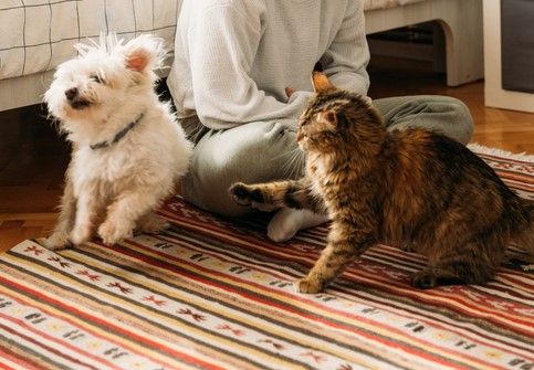 ペットの写真入りギフトが選ばれる理由とは？愛情を形にする魅力