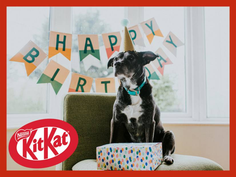 愛犬の誕生日はオリジナルのお菓子で特別な瞬間に