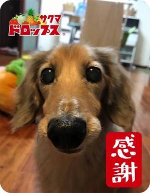 作例