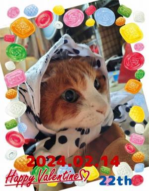作例