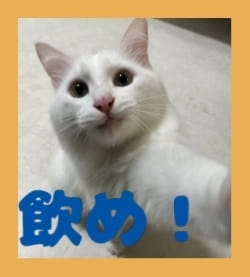 作例