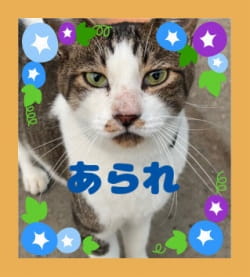作例